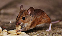 24 Hour & Emergency Exterminators in Panorama Heights, NM